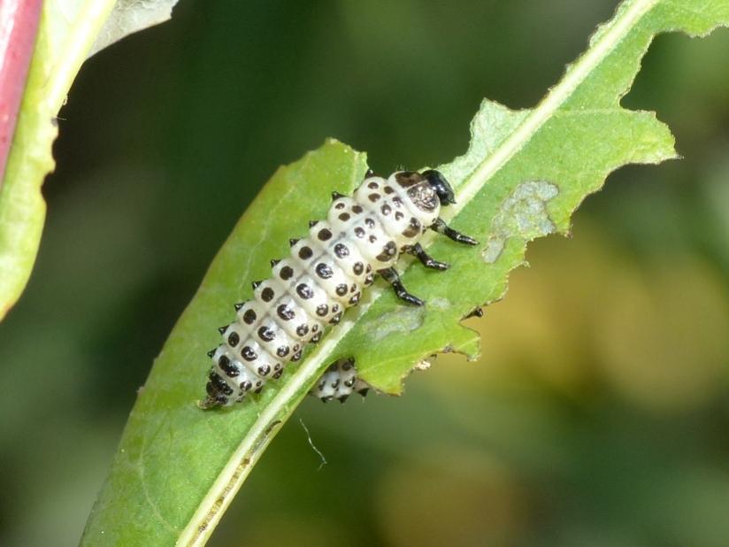 Chrysomela vigintipunctata